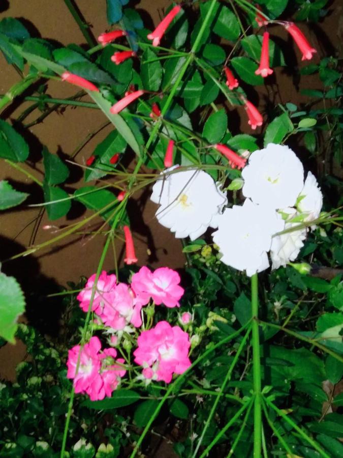 Ella Tea Land View公寓 外观 照片